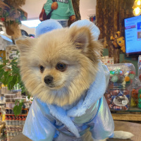 Pomeranyalı, Köpek  Sindy fotoğrafı
