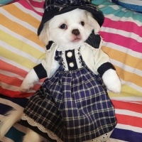 Pekingese, Köpek  İnci fotoğrafı