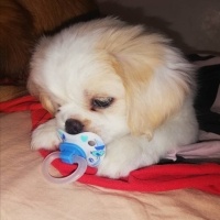 Pekingese, Köpek  İnci fotoğrafı