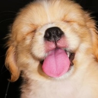 Pekingese, Köpek  İnci fotoğrafı
