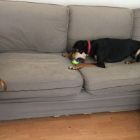 Türk Tazısı, Köpek  Phoebe fotoğrafı