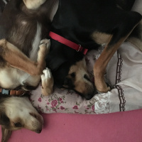 Türk Tazısı, Köpek  Phoebe fotoğrafı