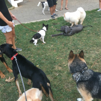 Türk Tazısı, Köpek  Phoebe fotoğrafı