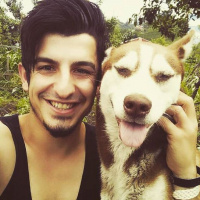 Alaskan Malamute, Köpek  GOFRET fotoğrafı