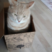 Abyssinian, Kedi  somon fotoğrafı