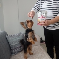 Yorkshire Terrier, Köpek  Zeytin fotoğrafı