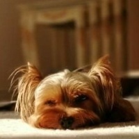 Yorkshire Terrier, Köpek  Zeytin fotoğrafı