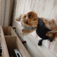 Yorkshire Terrier, Köpek  Zeytin fotoğrafı