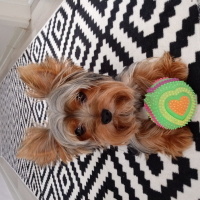 Yorkshire Terrier, Köpek  Zeytin fotoğrafı