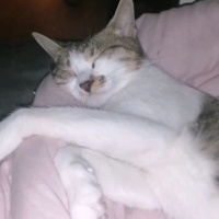 Tekir Kedi, Kedi  Lola fotoğrafı