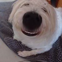 Maltese, Köpek  Latte fotoğrafı