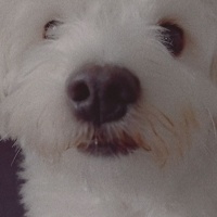 Maltese, Köpek  Latte fotoğrafı