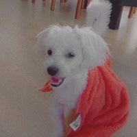 Maltese, Köpek  Latte fotoğrafı