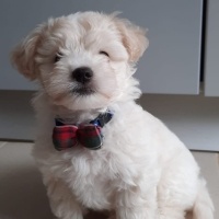 Maltese, Köpek  Latte fotoğrafı