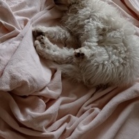 Maltese, Köpek  Latte fotoğrafı