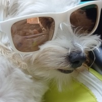 Maltese, Köpek  Latte fotoğrafı