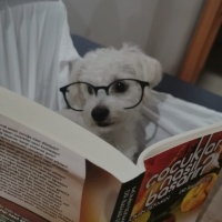 Maltese, Köpek  Latte fotoğrafı