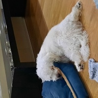 Maltese, Köpek  Latte fotoğrafı