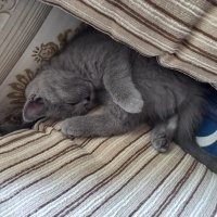 British Shorthair, Kedi  VENÜS fotoğrafı