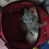 British Shorthair, Kedi  VENÜS fotoğrafı