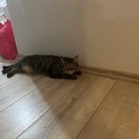 Tekir Kedi, Kedi  Karamel fotoğrafı