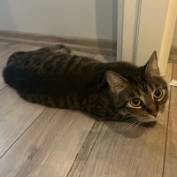 Tekir Kedi, Kedi  Karamel fotoğrafı