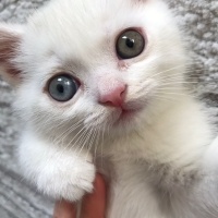 British Shorthair, Kedi  Boncuk gözlüm fotoğrafı