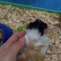 Guinea Pig, Kemirgen  Ponçik fotoğrafı