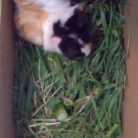 Guinea Pig, Kemirgen  Ponçik fotoğrafı