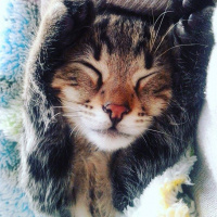 Tekir Kedi, Kedi  KEŞKÜL fotoğrafı