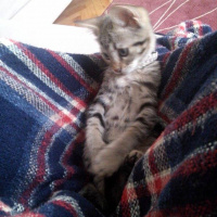 Tekir Kedi, Kedi  KEŞKÜL fotoğrafı