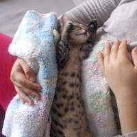 Tekir Kedi, Kedi  KEŞKÜL fotoğrafı