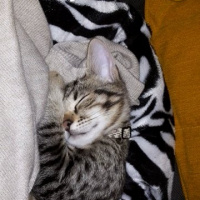 Tekir Kedi, Kedi  KEŞKÜL fotoğrafı