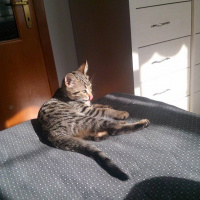 Tekir Kedi, Kedi  KEŞKÜL fotoğrafı