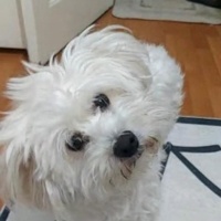 Maltese, Köpek  MÖSYÖ fotoğrafı