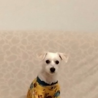 Maltese, Köpek  MÖSYÖ fotoğrafı