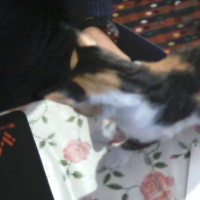 Tekir Kedi, Kedi  pıtırcık fotoğrafı