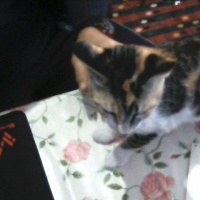 Tekir Kedi, Kedi  pıtırcık fotoğrafı