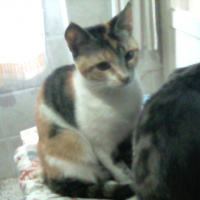 Tekir Kedi, Kedi  pıtırcık fotoğrafı