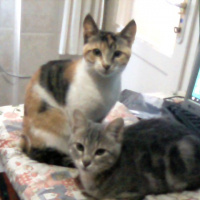 Tekir Kedi, Kedi  pıtırcık fotoğrafı