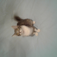 Tekir Kedi, Kedi  Mia  fotoğrafı