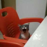 Tekir Kedi, Kedi  Mia  fotoğrafı