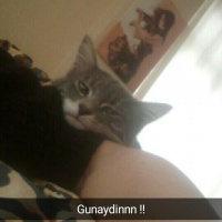 Tekir Kedi, Kedi  Mia  fotoğrafı