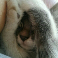 Tekir Kedi, Kedi  Mia  fotoğrafı