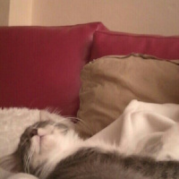 Tekir Kedi, Kedi  Mia  fotoğrafı