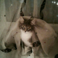 Tekir Kedi, Kedi  Mia  fotoğrafı