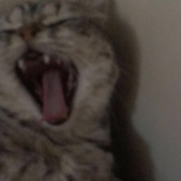 British Shorthair, Kedi  Gümüş fotoğrafı