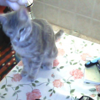 Tekir Kedi, Kedi  Kozmonot fotoğrafı