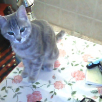 Tekir Kedi, Kedi  Kozmonot fotoğrafı