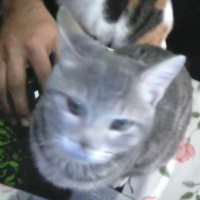 Tekir Kedi, Kedi  Kozmonot fotoğrafı